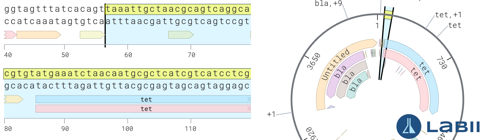 Plasmid Editor 搜索结果
